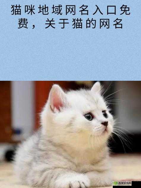 猫咪最新永久地域网名是什么：探寻其背后的神秘含义