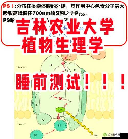1v2 高 HP 系统揭秘:深入探究其奥秘