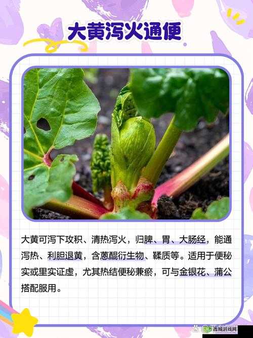 针对日韩大黄,到底是什么意思呢?快来一探究竟或者:日韩大黄究竟代表着什么?一起揭开这神秘的面纱